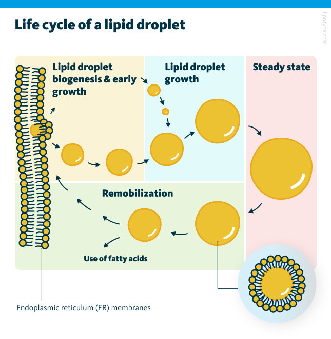 An infographic showing the life cycle of a lipid droplet. Lipid droplets form at the endoplasmic reticulum (ER) through localized lipogenesis. This process leads to the buildup of triacylglycerols (TAGs) in the space between ER membranes. The accumulated lipids create a lipid lens that expands and pushes the membrane towards the cytosol. Continued growth causes the droplet to bud off into the cytosol. Smaller lipid droplets either merge with larger ones or transfer their lipids to them. Larger lipid droplets remain in the cytosol. When lipid remobilization is triggered, the droplets break down. Fatty acids released from storage lipids can be re-esterified to re-enter the lipid droplet cycle, used in β-oxidation for producing energy, or participate in membrane or hormone synthesis, or other reactions.