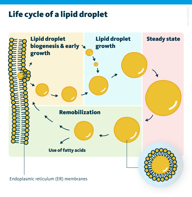 An infographic showing the life cycle of a lipid droplet. Lipid droplets form at the endoplasmic reticulum (ER) through localized lipogenesis. This process leads to the buildup of triacylglycerols (TAGs) in the space between ER membranes. The accumulated lipids create a lipid lens that expands and pushes the membrane towards the cytosol. Continued growth causes the droplet to bud off into the cytosol. Smaller lipid droplets either merge with larger ones or transfer their lipids to them. Larger lipid droplets remain in the cytosol. When lipid remobilization is triggered, the droplets break down. Fatty acids released from storage lipids can be re-esterified to re-enter the lipid droplet cycle, used in β-oxidation for producing energy, or participate in membrane or hormone synthesis, or other reactions.