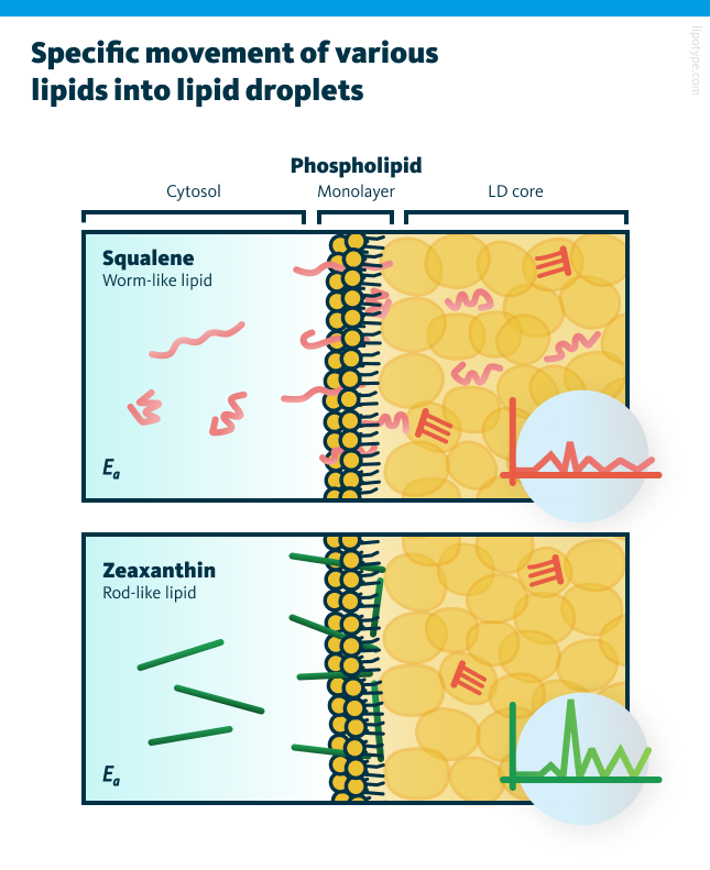 An infographic showing the migration process of worm-like and rod-like lipids which requires their movement across cytosol-to-phospholipid and phospholipid-to-triacylglycerol (TAG) boundaries. More flexible lipids easily pass the membrane and migrate to a lipid droplet core.