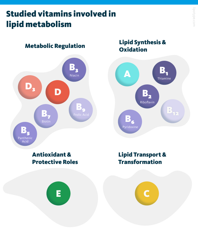 Studied vitamins involved in lipid metabolism: metabolic regulation, lipid synthesis and oxidation, antioxidant and protective roles, lipid transport and transformation.