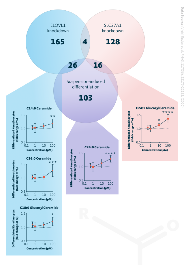Lipid molecules promote keratinocyte differentiation in culture. Overlap of discriminant lipid sets enriched during ELOVL1 knockdown, SLC27A1 knockdown, and suspension-induced differentiation of keratinocytes. Keratinocyte response to ceramides and glucosylceramides is visualized in plots. Error bars represent standard deviations (SDs). Statistical significance is determined by one-way ANOVA with Dunnett’s multiple comparisons test (*P < 0.05, **P < 0.01, ***P < 0.001, ****P < 0.0001) relative to the control.