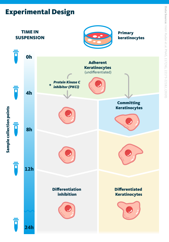 Experimental design indicating the treatment of keratinocyte and the response of the cells.