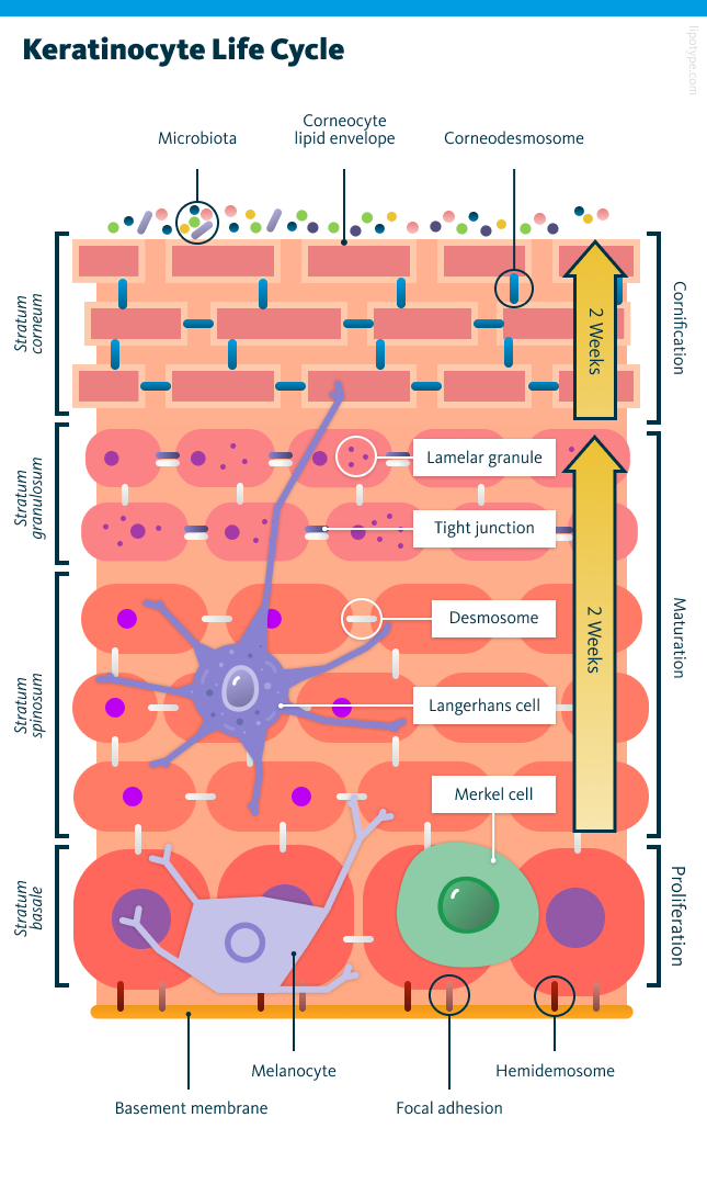 Keratinocyte life cycle.