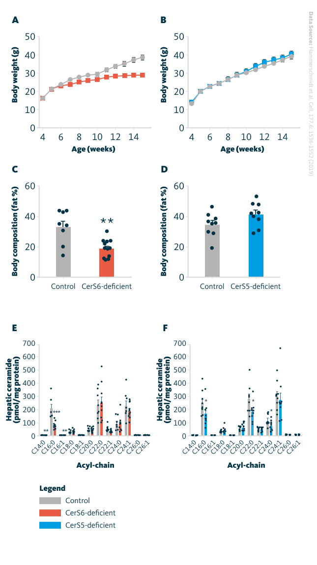 Deficiency of CerS6, but not CerS5, protects from diet-Induced obesity, hepatic lipid accumulation, insulin resistance, and mitochondrial dysfunction. Body weights of (A) CerS6 and (B) CerS5 deficient mice compared to control mice. Quantification of fat content relative to body weight in (C) CerS6 and (D) CerS5 deficient mice compared to control mice. Ceramide levels in the liver of (G) CerS6 and (H) CerS5 deficient mice compared to control mice. Data are represented as mean ± SEM.