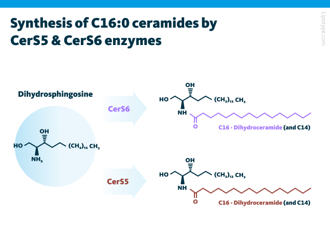 Synthesis of C16:0 ceramides by CerS5 and CerS6 enzymes.