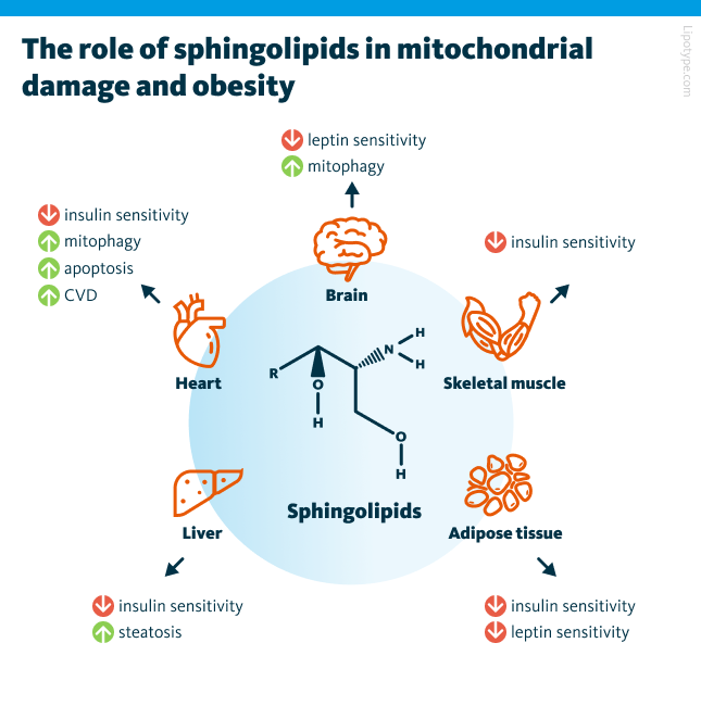 The role of sphingolipids in mitochondrial damage and obesity.
