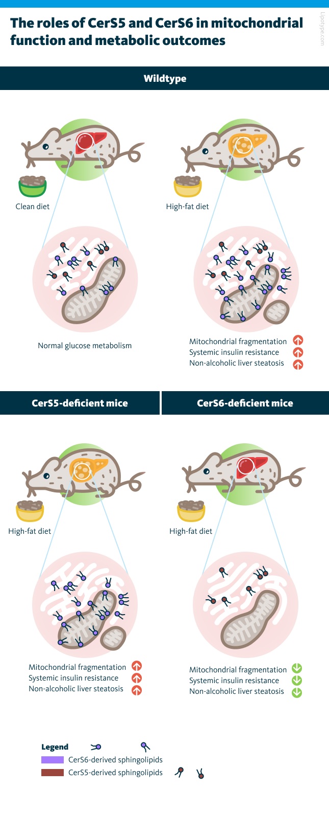 Distinct roles of CerS5 and CerS6 in regulating mitochondrial function and metabolic outcomes.
