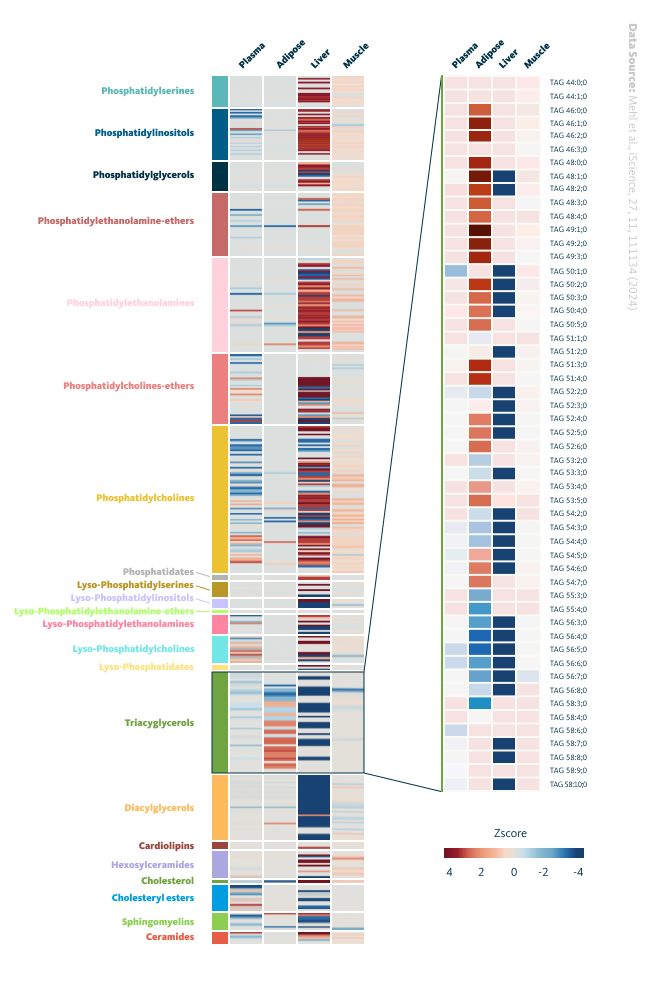 Lipidomics data across tissues in mice with fasting glycemia. Upper panel A heatmap showing the lipid species that are either upregulated or downregulated with glycemia in the specified tissues. Lower panel A heatmap showing the individual TAGs in each organ, with relative abundance represented as Z-scores.