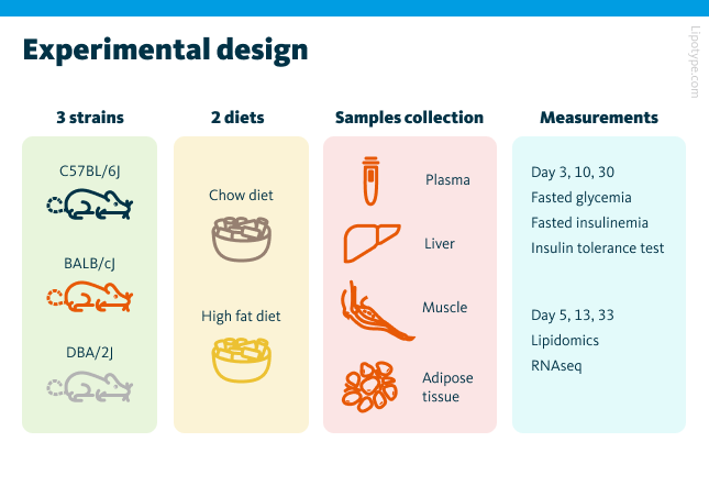 Experimental design, with the three mouse strains, two types of diets, four tissue types, and three time points.