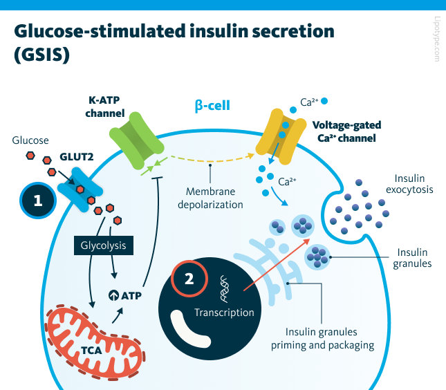 1. Glucose enters β-cell via the GLUT2 transporter and undergoes glycolysis and the tricarboxylic acid (TCA) cycle, generating ATP. An increased ATP-to-ADP ratio closes K-ATP channels, causing membrane depolarization and opening voltage-gated calcium (Ca2+) channels. The resulting Ca2+ influx triggers the release of insulin from granules through exocytosis. 2. Prolonged glucose stimulation activates insulin gene transcription in the β-cell nucleus. Newly synthesized insulin is processed and packaged into vesicles, which are then primed for rapid release.