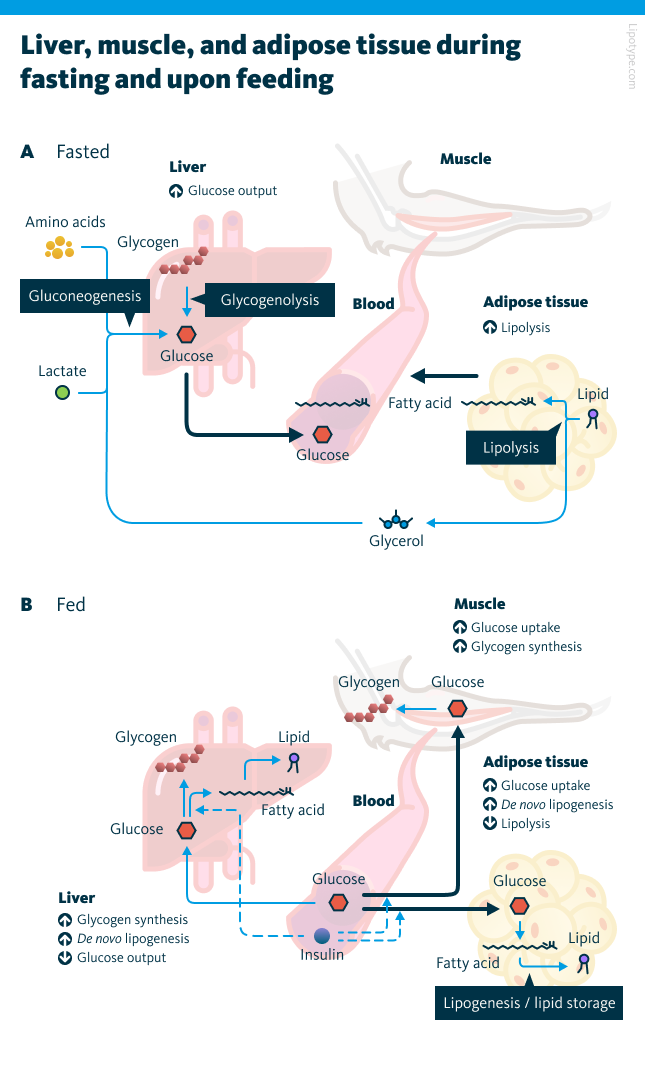 The image illustrates the roles of three key organs - fat, muscle, and liver - in maintaining metabolic balance during fasting and feeding. A During fasting, the liver produces glucose through glycogen breakdown (glycogenolysis) and glucose synthesis (gluconeogenesis) to supply energy to tissues. Adipocytes release free fatty acids and glycerol via lipolysis. B After eating, nutrients from food trigger insulin release from the pancreas. Insulin reduces lipid breakdown and liver glucose production while increasing glucose uptake into muscles and fat cells. Most of the glucose from meals is stored in muscles as glycogen, with a smaller portion entering fat cells. In adipocytes, glucose is converted into glycerol 3-phosphate to further form triglycerides. The liver also takes up glucose during meals, driven by insulin and glucose levels in the blood.