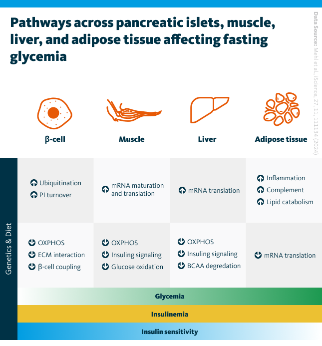 Key pathways regulated across pancreatic islets, soleus muscle, liver, and adipose tissue that control fasting glycemia. In islets, steady insulin levels despite high glycemia were linked to reduced expression of pathways involved in glucose-stimulated insulin secretion, while the core Glut2-Gck-KATP pathway remained unchanged. In muscle, liver, and adipose tissue, distinct signs of insulin resistance were observed, with muscle showing reduced glucose uptake and liver displaying impaired insulin sensitivity and increased immune activity. Adipose tissue inflammation appeared to fine-tune insulin sensitivity.