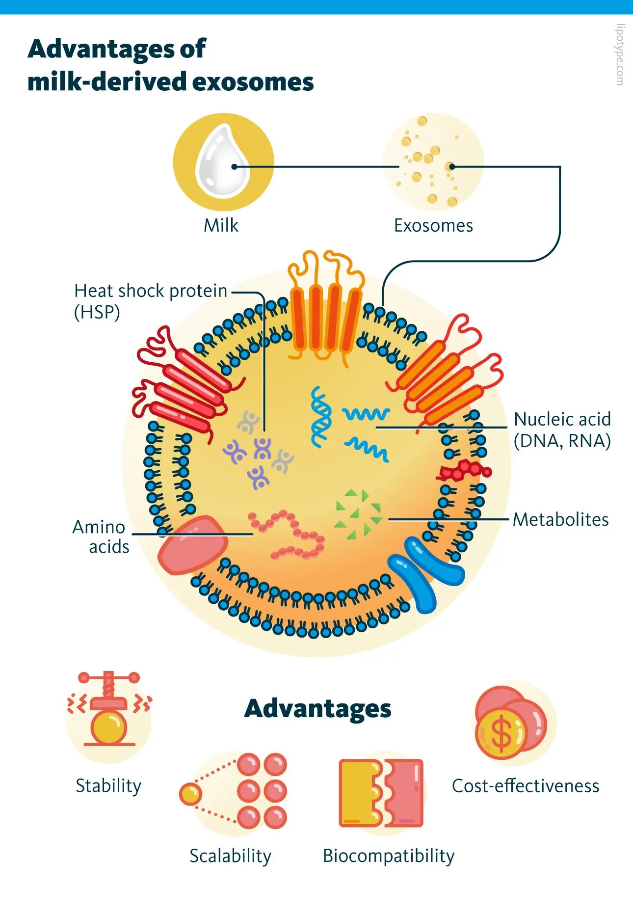 Effects of cytokines and therapeutic targeting strategies in inflammatory bowel disease. a, Segmental intestinal inflammation in Crohn’s disease is mainly seen in the distal small bowel (terminal ileum) and colon, whereas inflammation in ulcerative colitis is restricted to the colon. Inflamed regions are indicated in red. Circulating cytokines and immune cell trafficking can promote extraintestinal manifestations of inflammatory bowel disease (IBD) (for example, arthritis) and altered pain perception, whereas local immune cell activation and cytokine production may lead to intestinal complications (for example, stenoses).