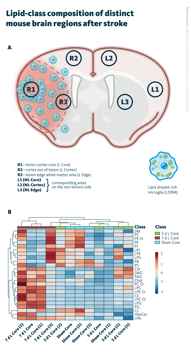 Lipid-class composition of distinct mouse brain regions after stroke. A Brain regions of interest in MCAO mouse model for lipidomics. Definition of regions of interest on MCAO-induced mouse brain tissue; (here the definitions of Rs and Ls). B Heatmap of core regions representing color-coded Z scores of lipid-class distributions of the 24 most abundant lipid classes using the lipid species concentrations (pmol) with log2 normalization. Lipid-class composition of distinct mouse brain regions after stroke. A Brain regions of interest in MCAO mouse model for lipidomics. Definition of regions of interest on MCAO-induced mouse brain tissue; (here the definitions of Rs and Ls). B Heatmap of core regions representing color-coded Z scores of lipid-class distributions of the 24 most abundant lipid classes using the lipid species concentrations (pmol) with log2 normalization.