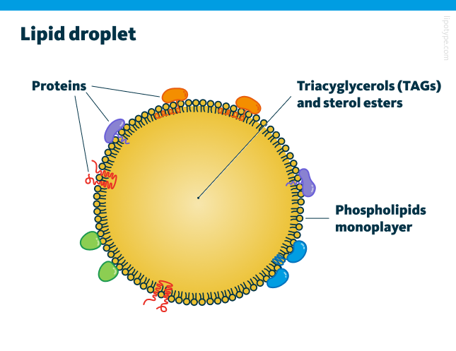 Lipid droplets are covered by a phospholipid monolayer for protection. In this monolayer, the hydrophobic tails of phospholipids are oriented inward, facing the lipid droplet’s hydrophobic core. Along with fatty acids being stored as TAGs in lipid droplets, other lipids can also accumulate within these structures. Lipid droplets form at the endoplasmic reticulum (ER) through localized lipogenesis. This process leads to the buildup of TAGs in the space between ER membranes. The accumulated lipids create a lipid lens that expands and pushes the membrane toward the cytosol. Continued growth causes the droplet to bud off into the cytosol. Smaller lipid droplets either merge with larger ones or transfer their lipids to them. Larger lipid droplets remain in the cytosol. When lipid remobilization is triggered, the droplets break down. Fatty acids released from storage lipids can be re-esterified to re-enter the lipid droplet cycle, used in β-oxidation for producing energy, or participate in membrane or hormone synthesis, or other reactions.