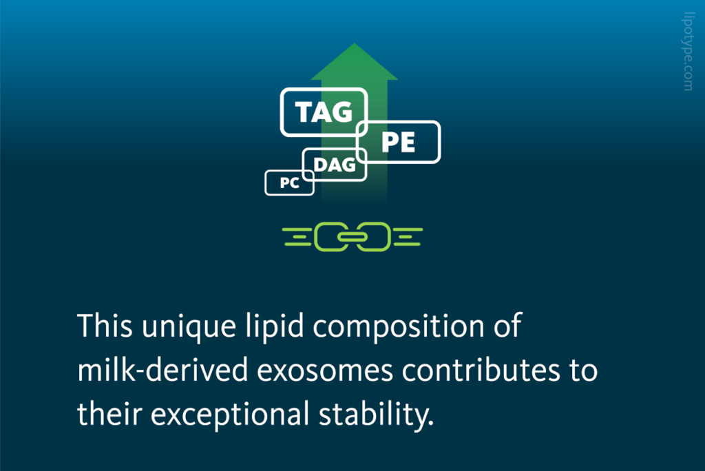 This unique lipid composition of milk-derived exosomes contributes to their exceptional stability.