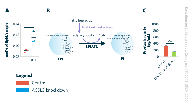 A LPI levels measured 72 hours after ACSL3 knockdown in A549 cells. Cells were transduced with either an empty vector (control) or shRNA targeting ACSL3. Lipids were extracted after 72 hours and analyzed using mass spectrometry-based shotgun lipidomics. Each group included n = 4 samples. Data are presented as mean ± standard deviation (SD). B Schematic representation of LPIAT1’s role in phospholipid remodeling. C PGE₂ levels measured by ELISA in A549 cell line following LPIAT1 knockdown. PGE₂ production was assessed 48 hours post-transduction. Each group included n = 3 samples. Data are shown as mean ± SD. LPI, lysophosphatidylinositol; PGE₂, Prostaglandin E₂.