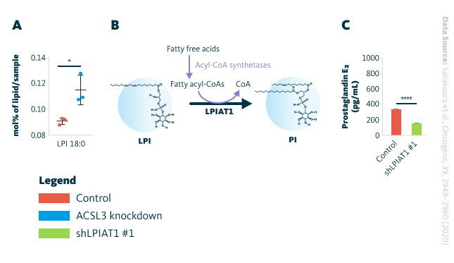 A LPI levels measured 72 hours after ACSL3 knockdown in A549 cells. Cells were transduced with either an empty vector (control) or shRNA targeting ACSL3. Lipids were extracted after 72 hours and analyzed using mass spectrometry-based shotgun lipidomics. Each group included n = 4 samples. Data are presented as mean ± standard deviation (SD). B Schematic representation of LPIAT1’s role in phospholipid remodeling. C PGE₂ levels measured by ELISA in A549 cell line following LPIAT1 knockdown. PGE₂ production was assessed 48 hours post-transduction. Each group included n = 3 samples. Data are shown as mean ± SD. LPI, lysophosphatidylinositol; PGE₂, Prostaglandin E₂.
