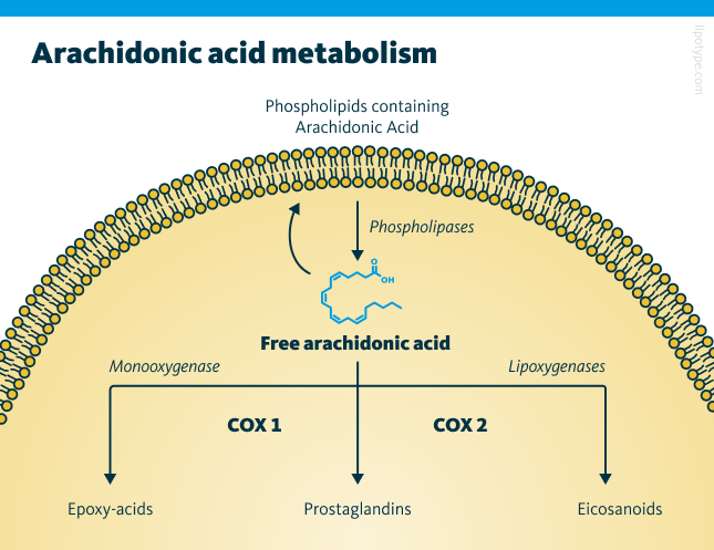 Arachidonic acid is released by phospholipase enzymes and converted into prostaglandins by COX1 and COX2 enzymes. While COX1 is always present in cells, COX2 is activated by inflammatory signals and plays a key role in inflammation and cancer progression.