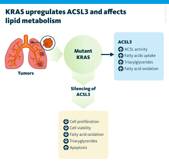 KRAS reshapes fatty acid metabolism by upregulating ACSL3, an enzyme that converts fatty acids into acyl-CoA esters. Reducing ACSL3 levels leads to ATP depletion and cell death in lung cancer cells. KRAS enhances fatty acid uptake, storage, and breakdown in an ACSL3-dependent way. ACSL3 is necessary for KRAS-driven lung tumor development in animal models, and found at high levels in human lung cancers.