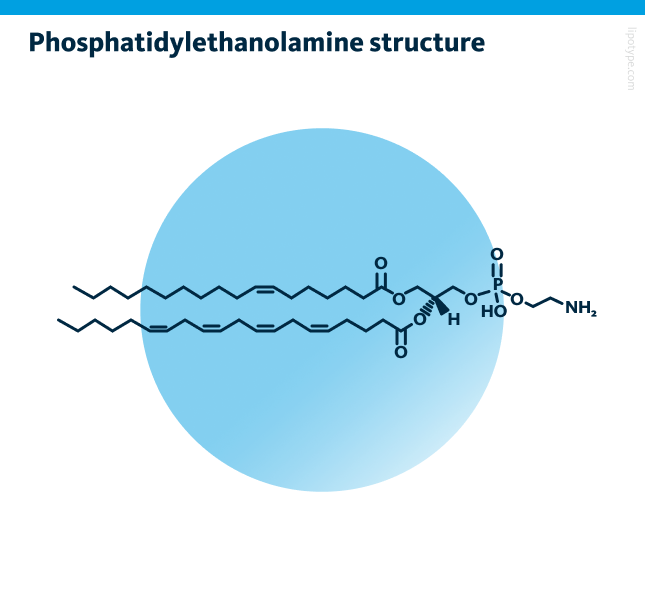 Phosphatidylethanolamine structure