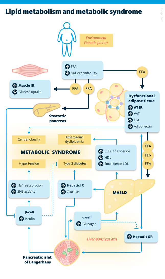 Lipid metabolism and metabolic syndrome