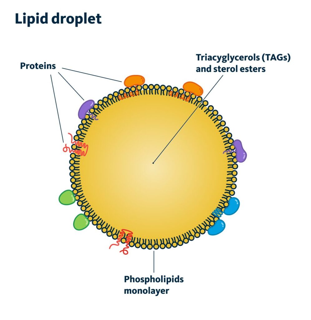 Lipid droplet structure.