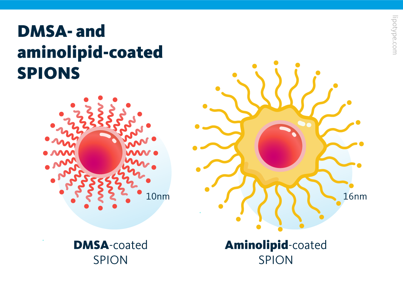 Infographic comparing two types of superparamagnetic iron oxide nanoparticles (SPIONs) used in this study. Both particles share the same iron oxide core. The DMSA-coated SPION (left, shown in red, 10nm) has a compact appearance, with short wavy projections radiating closely around the core. The aminolipid-coated SPION (right, shown in yellow, 16nm) appears larger overall, with the core first wrapped in a soft layer, then surrounded by long, loose, wavy chains extending outward in all directions. Infographic comparing two types of superparamagnetic iron oxide nanoparticles (SPIONs) used in this study. Both particles share the same iron oxide core. The DMSA-coated SPION (left, shown in red, 10nm) has a compact appearance, with short wavy projections radiating closely around the core. The aminolipid-coated SPION (right, shown in yellow, 16nm) appears larger overall, with the core first wrapped in a soft layer, then surrounded by long, loose, wavy chains extending outward in all directions.