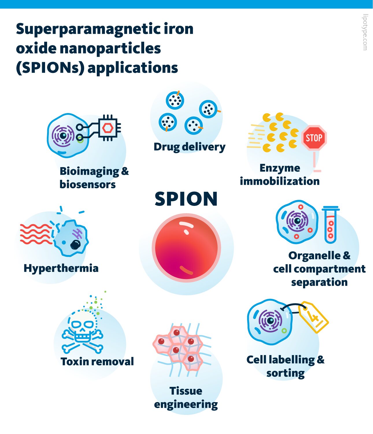 Infographic showing several biomedical applications of superparamagnetic iron oxide nanoparticles (SPIONs), arranged around a central illustration of a SPION particle. The applications are: bioimaging and biosensors, drug delivery, enzyme immobilization, hyperthermia, organelle and cell compartment separation, toxin removal, tissue engineering, and cell labelling and sorting. Superparamagnetic iron oxide nanoparticles (SPIONs) applications